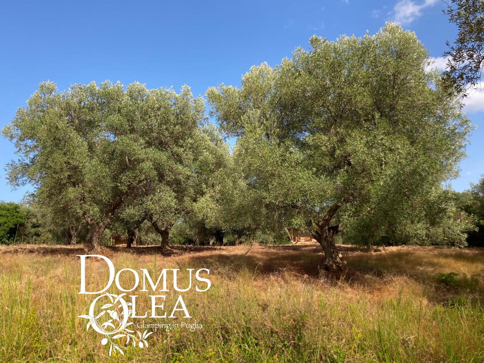 Domus Olea Glamping Luxury tent *